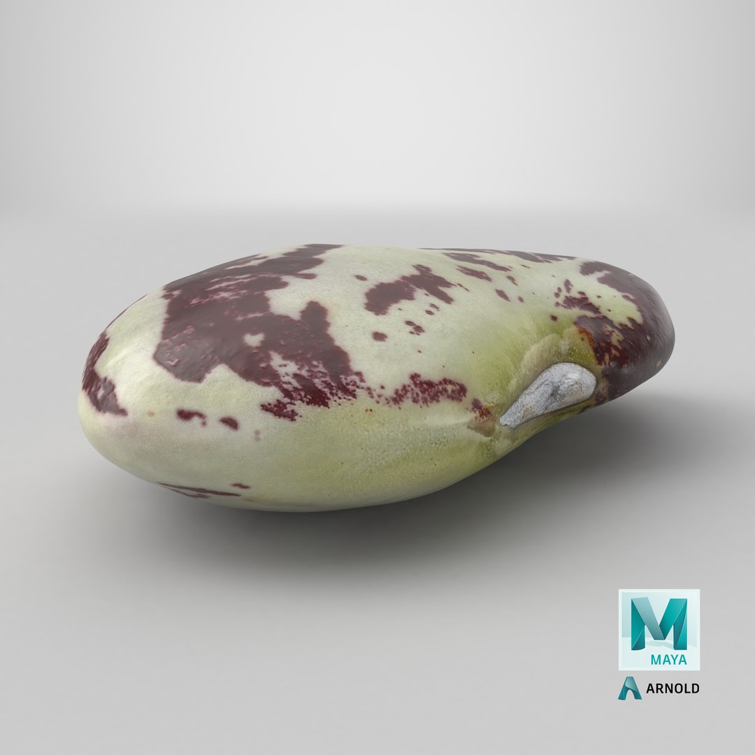 3D Speckled Butter Bean model https://p.turbosquid.com/ts-thumb/iO/Y6Xq5M/9Y/stemcell_maya_arnold_render/png/1766555804/1920x1080/fit_q87/c8060481f0a45521c27256845e0e33475ed1c521/stemcell_maya_arnold_render.jpg
