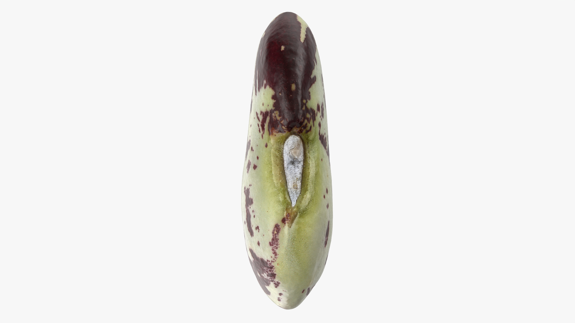 3D Speckled Butter Bean model https://p.turbosquid.com/ts-thumb/iO/Y6Xq5M/Dz/butterbeanspeckled/png/1766340855/1920x1080/turn_fit_q99/d0a41d68d8f85a2ed27b8d50299c094e86e96835/butterbeanspeckled-1.jpg