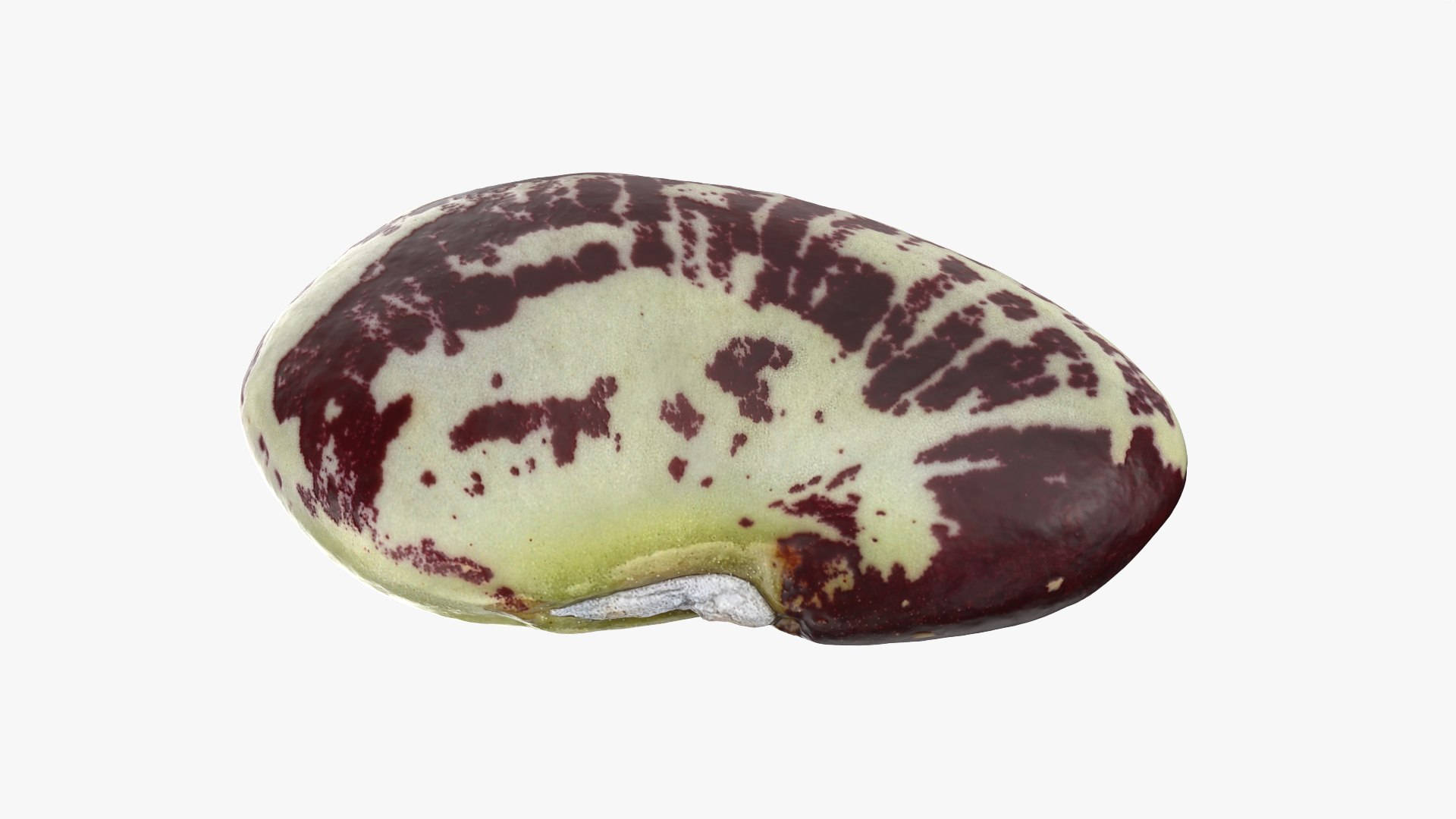 3D Speckled Butter Bean model https://p.turbosquid.com/ts-thumb/iO/Y6Xq5M/JK/butterbeanspeckled_0003/png/1765988079/1920x1080/fit_q87/bcaf85a08d4063225b93258c78e6cd5e79831ee5/butterbeanspeckled_0003.jpg