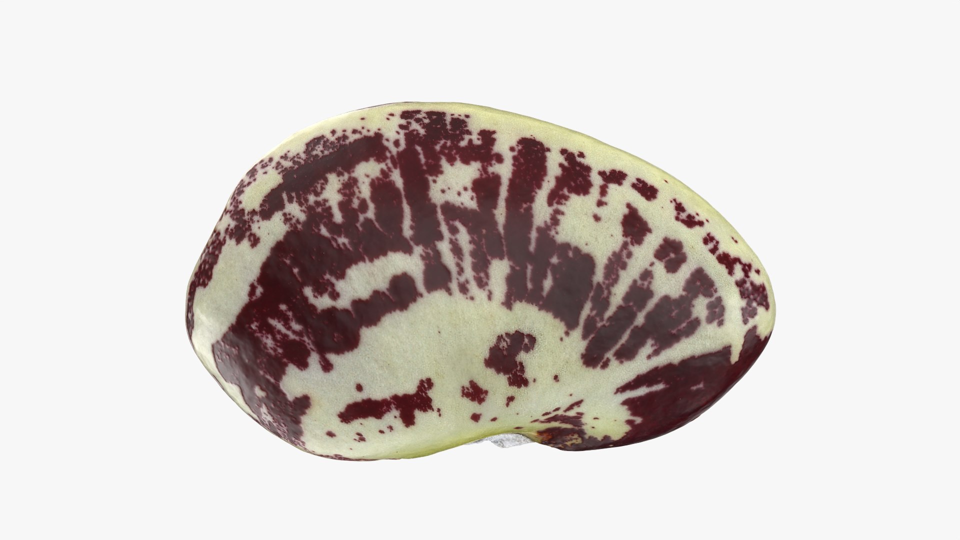 3D Speckled Butter Bean model https://p.turbosquid.com/ts-thumb/iO/Y6Xq5M/W1/butterbeanspeckled_0006/png/1765988075/1920x1080/fit_q87/6800aa6a227190f9fb0644bb74c5f8672faed6b0/butterbeanspeckled_0006.jpg