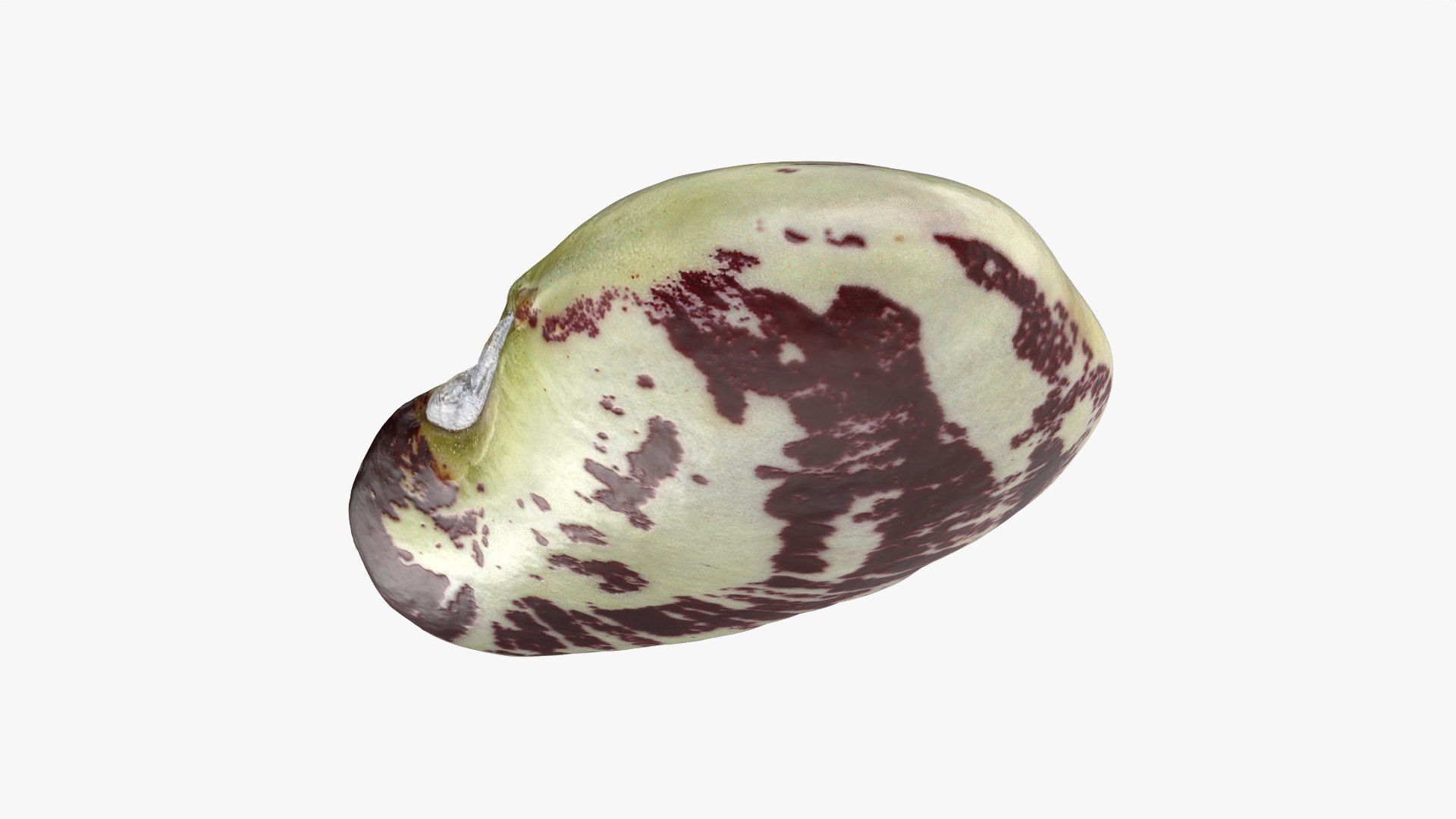 3D Speckled Butter Bean model https://p.turbosquid.com/ts-thumb/iO/Y6Xq5M/Xz/butterbeanspeckled_0004/png/1765988073/1920x1080/fit_q87/92654b57d4ef9b5c392a756d3dec70c75e12f003/butterbeanspeckled_0004.jpg