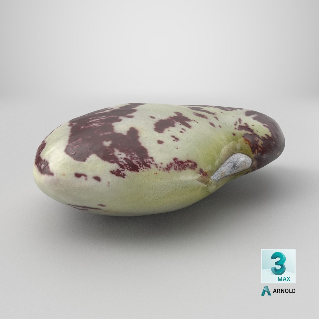3D Speckled Butter Bean model https://p.turbosquid.com/ts-thumb/iO/Y6Xq5M/Z5/stemcell_max_arnold_render/png/1766555812/1920x1080/fit_q87/9ef872625be5a42c22168b4424ff556e288f5722/stemcell_max_arnold_render.jpg