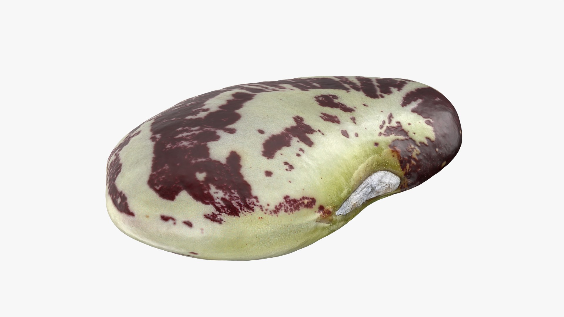 3D Speckled Butter Bean model https://p.turbosquid.com/ts-thumb/iO/Y6Xq5M/lN/butterbeanspeckled_0007/png/1765988079/1920x1080/fit_q87/410ef8519b745261cec2e0d37209cd5d6ac00b4a/butterbeanspeckled_0007.jpg