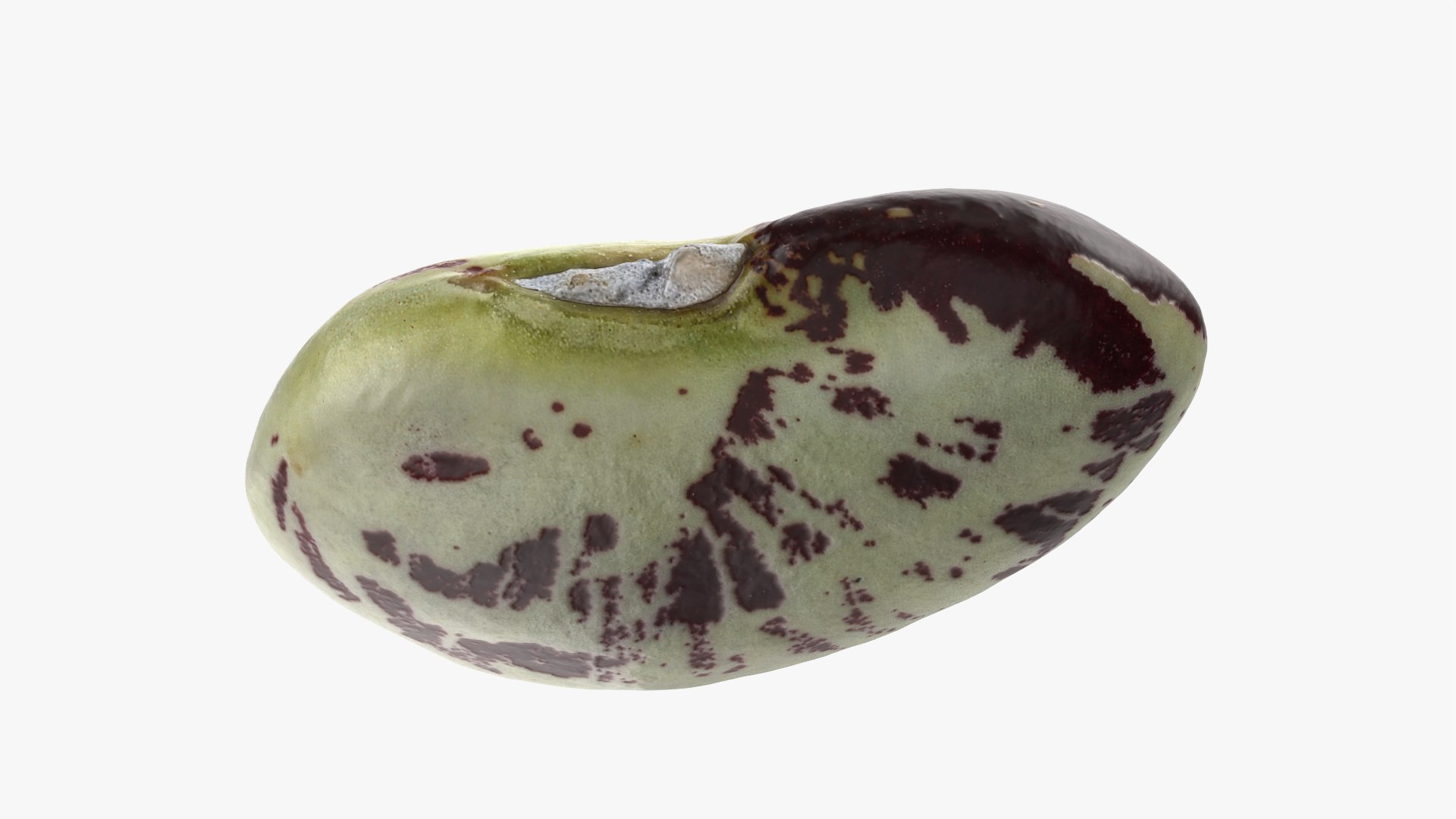 3D Speckled Butter Bean model https://p.turbosquid.com/ts-thumb/iO/Y6Xq5M/qS/butterbeanspeckled_0010/png/1765988083/1920x1080/fit_q87/fb0ff02b291ab7d7c341c2997d183a8dd1383cef/butterbeanspeckled_0010.jpg