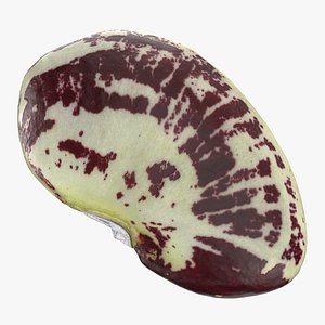 3D Speckled Butter Bean model