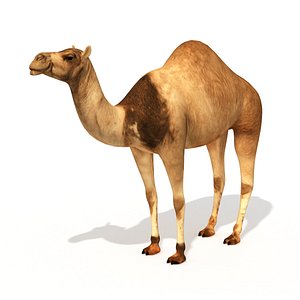 3D model Camel Low Poly VR AR Animal