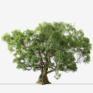 Cinnamomum camphora or Camphor Tree 3D model