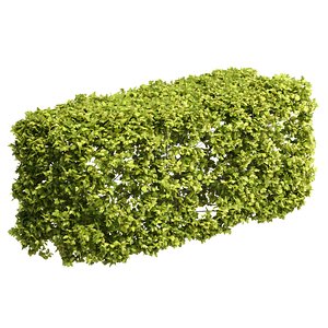 Clipped Garden Hedge 3D model