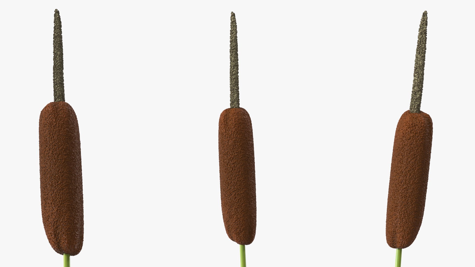 Typha Latifolia Plant Flower 3D Model - TurboSquid 2157856