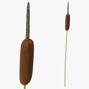 Typha Latifolia Plant Flower 3D model