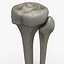 3d Model Fibula Tibia Bone