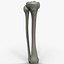 3d Model Fibula Tibia Bone