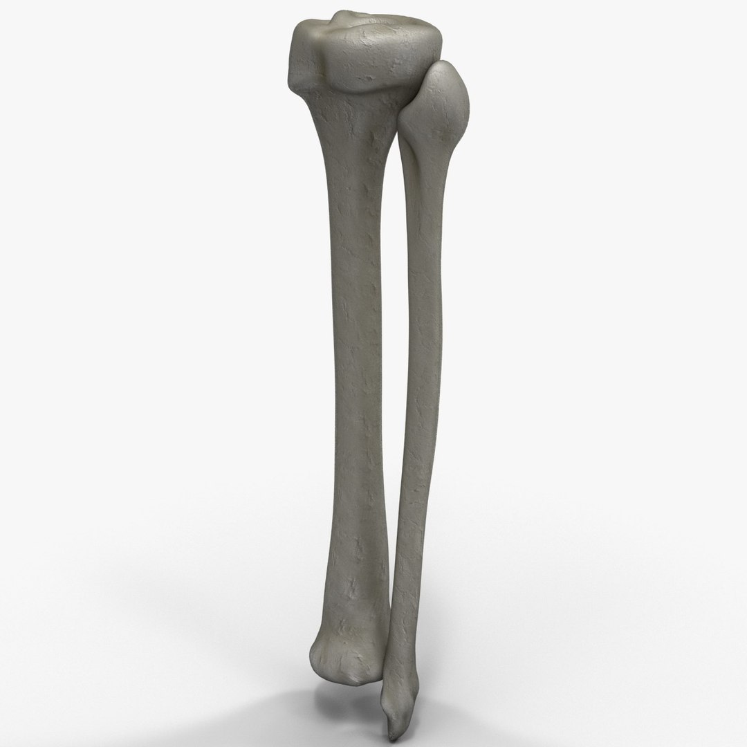 3d Model Fibula Tibia Bone