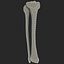 3d Model Fibula Tibia Bone