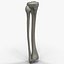 3d Model Fibula Tibia Bone