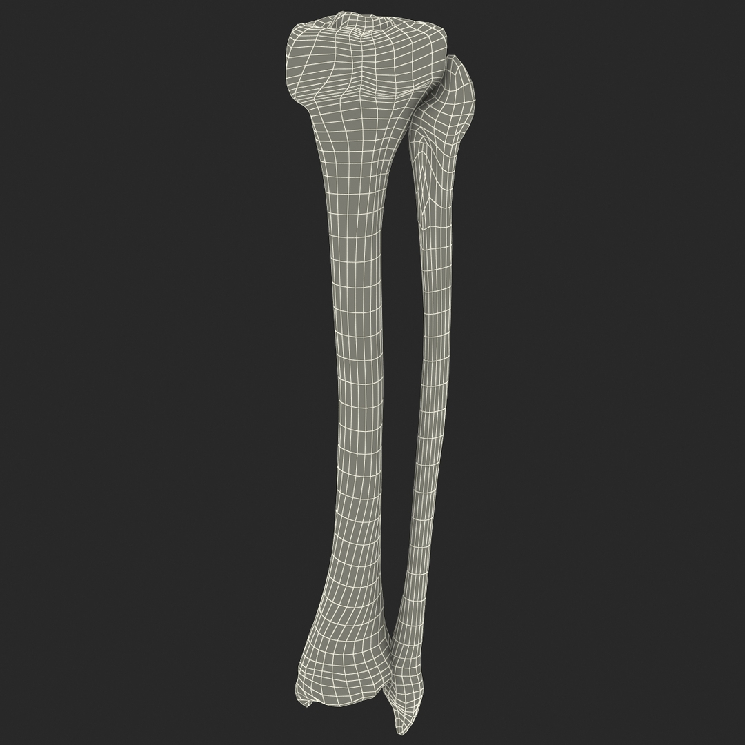 3d model fibula tibia bone