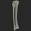 3d Model Fibula Tibia Bone