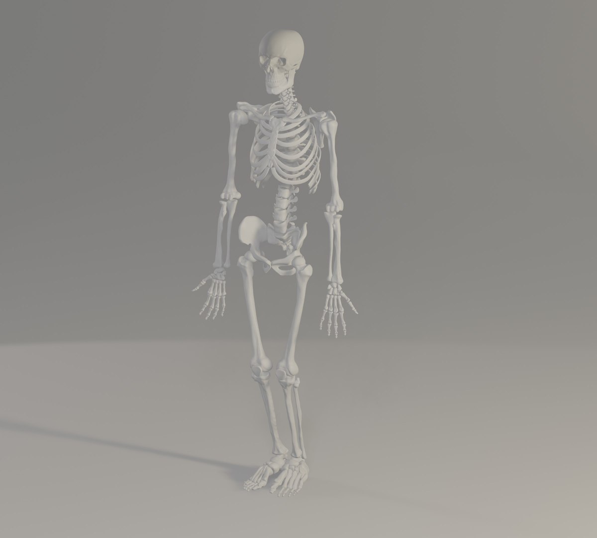 HPMale Skeleton model - TurboSquid 1992675