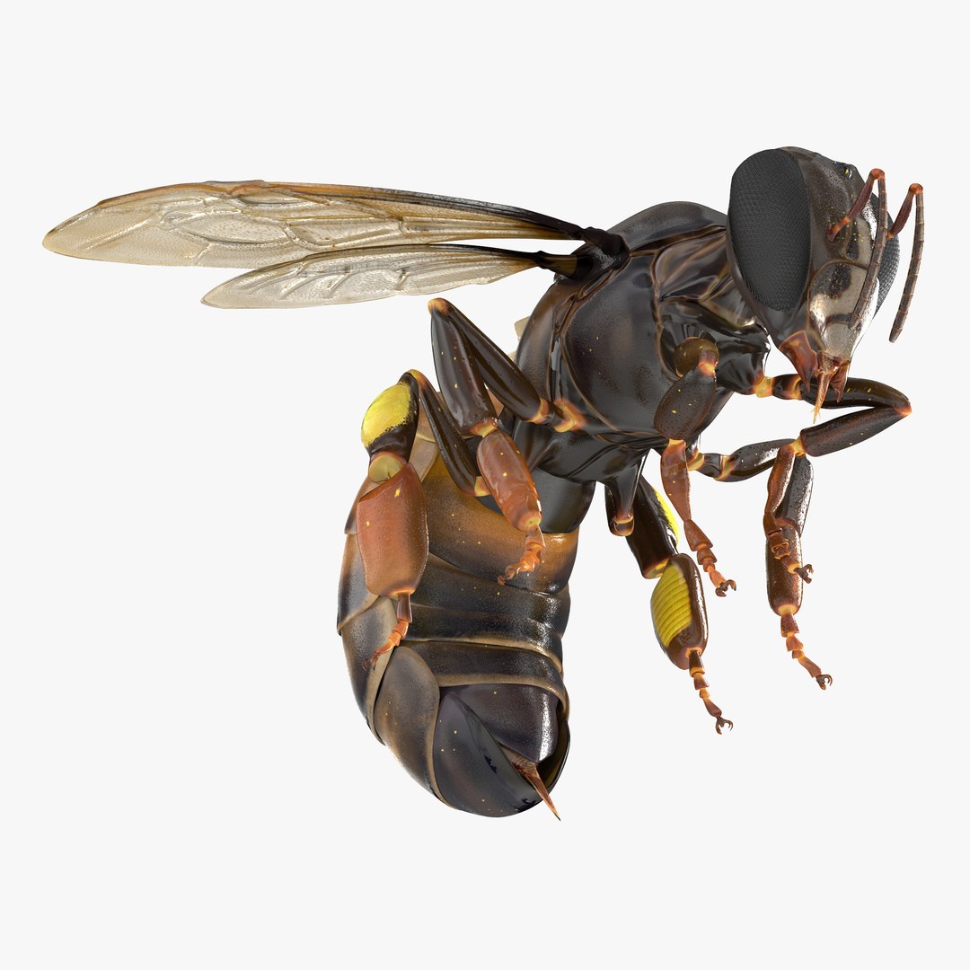 Honey Bee Pose 3 3D model preview