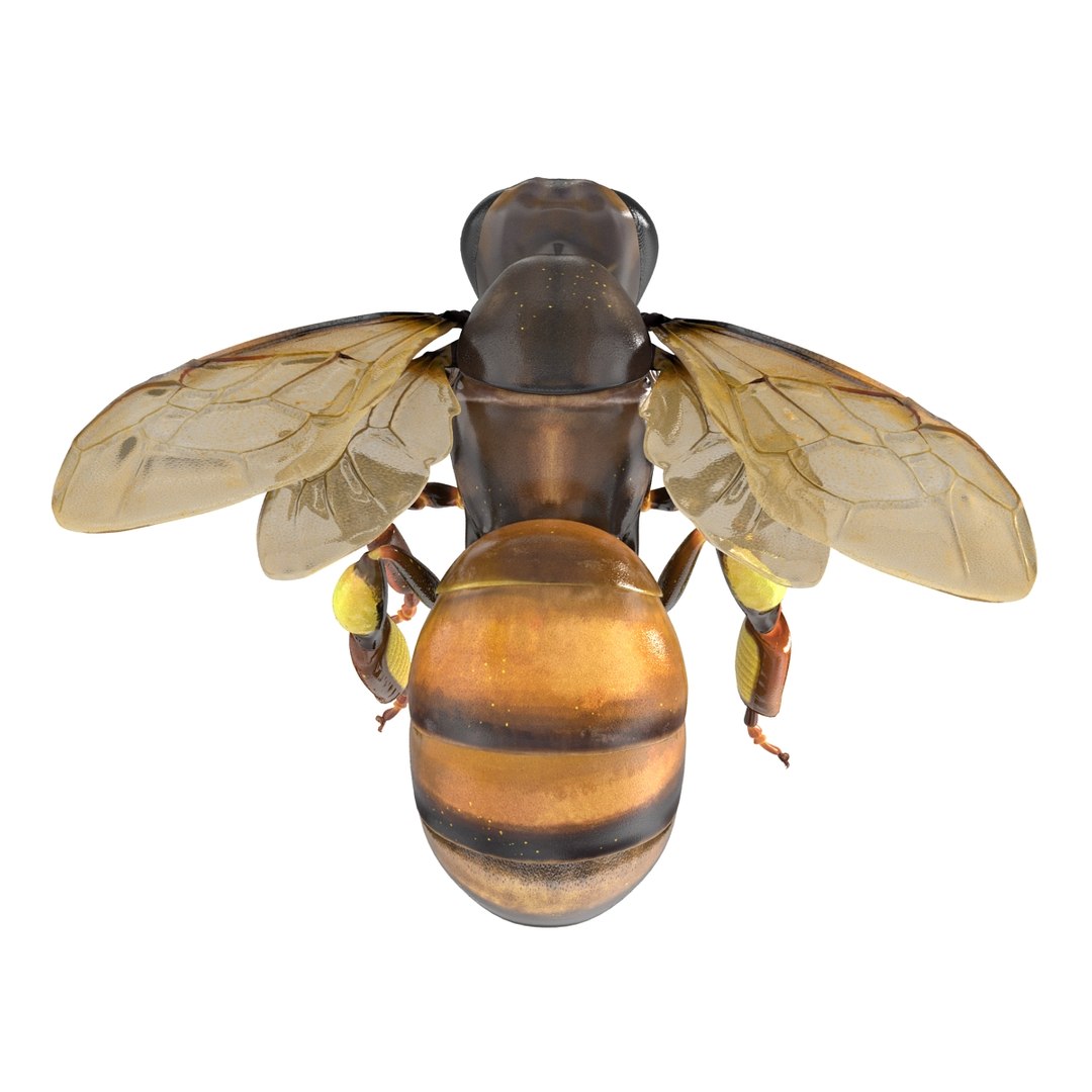 3d Model Honey Bee Pose 3