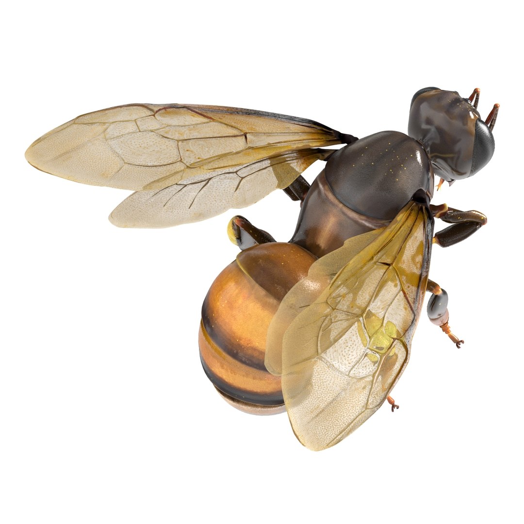3d Model Honey Bee Pose 3