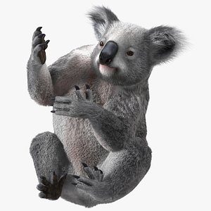Koala Rigged Fur