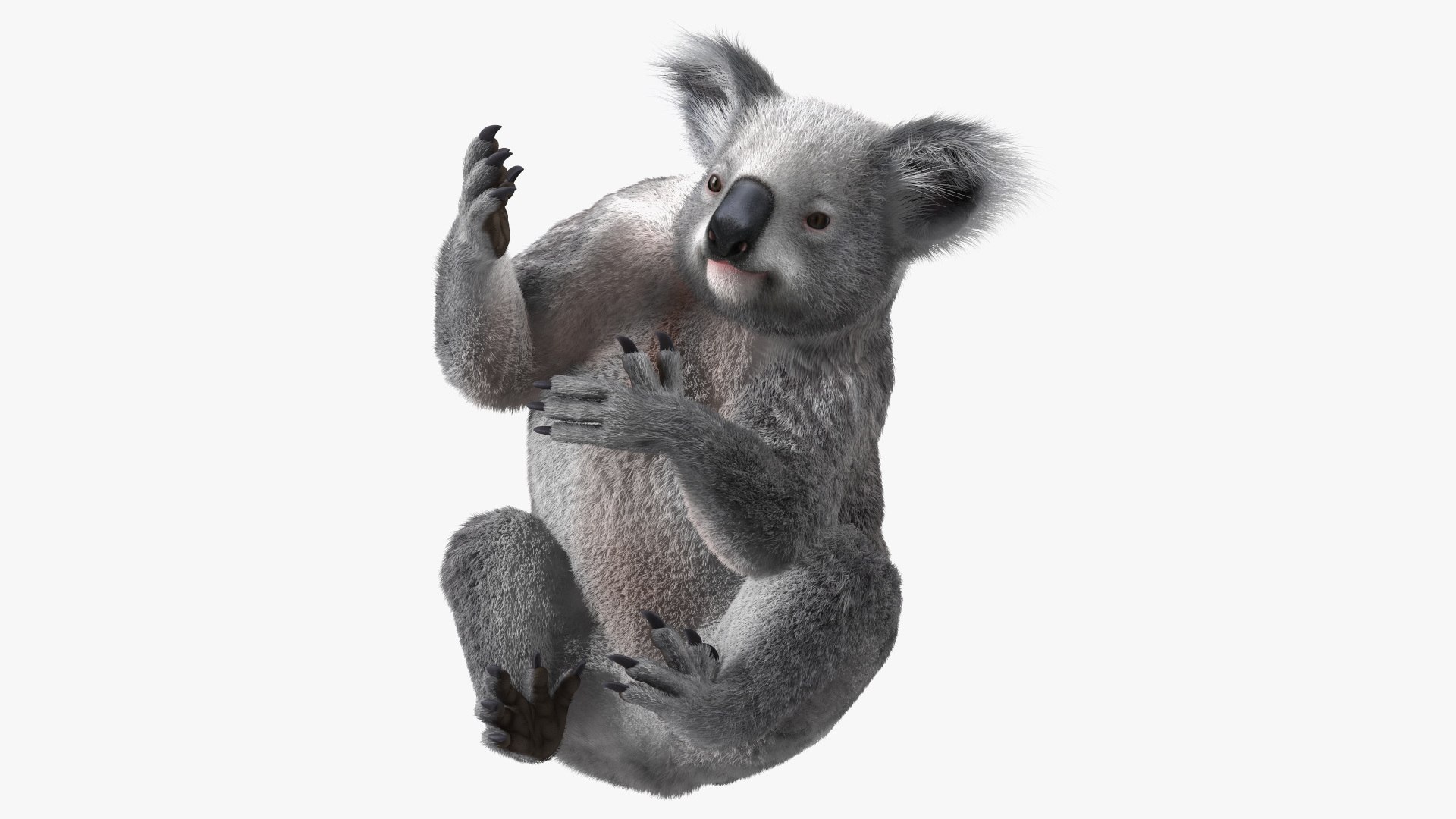 Koala Rigged Fur 3D model preview
