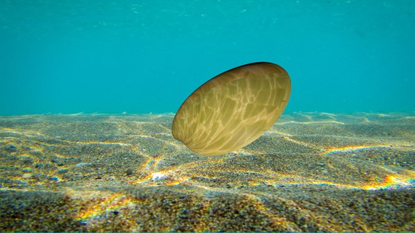 golden brown ancilla shell 3d model