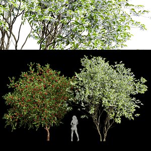 3D Amelanchier lamarckii and apple trees