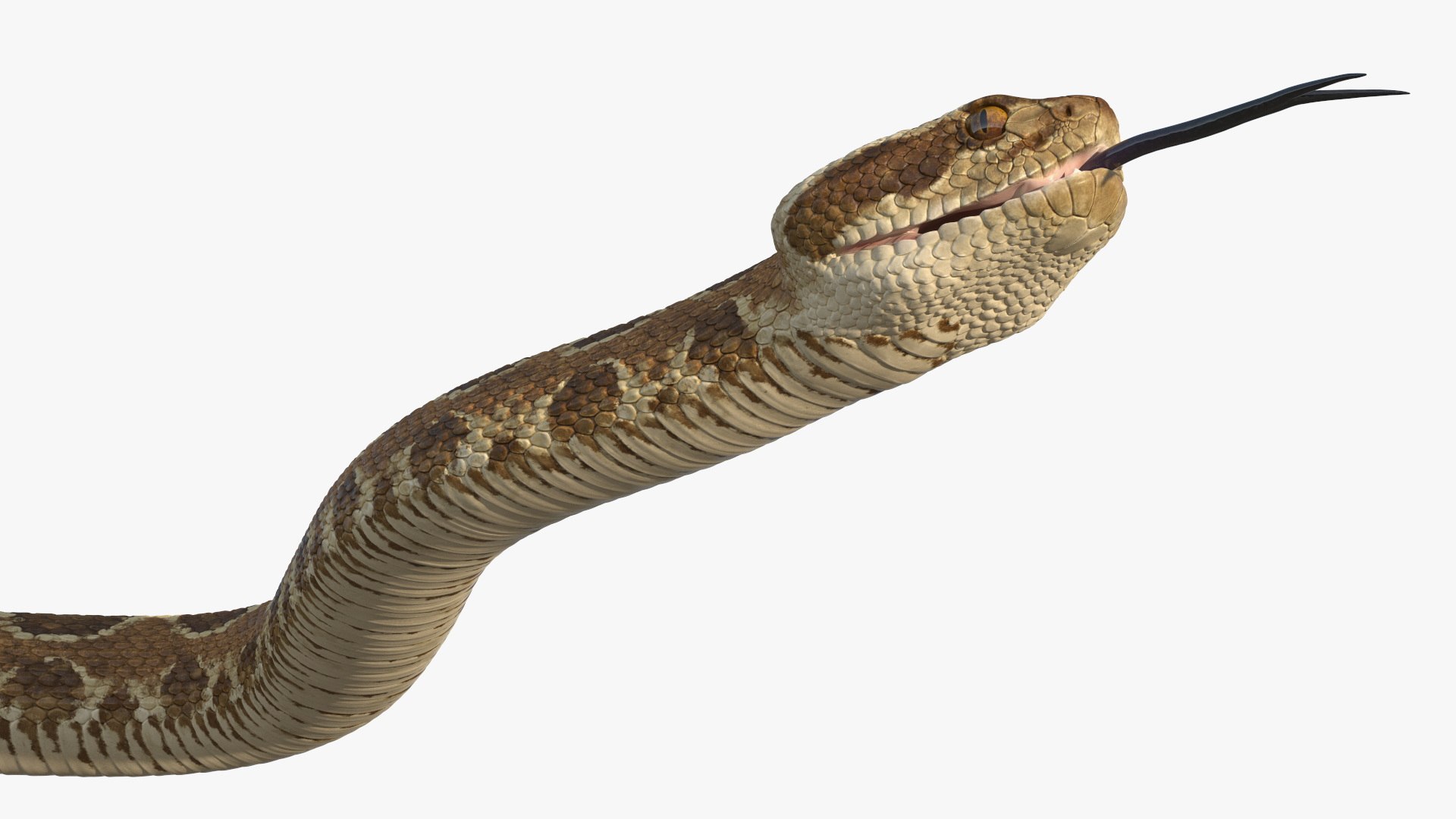 Light Rattlesnake Crawls Animated Rigged for Maya 3D model https://p.turbosquid.com/ts-thumb/iP/jILAb2/Hq/light_rattlesnake_crawls_animated_rigged_011/jpg/1761862163/1920x1080/fit_q87/f8fa7b6c167d919026243c3164a342d25d8bc551/light_rattlesnake_crawls_animated_rigged_011.jpg