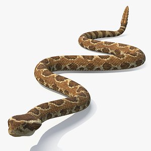 Light Rattlesnake Crawls Animated Rigged for Maya