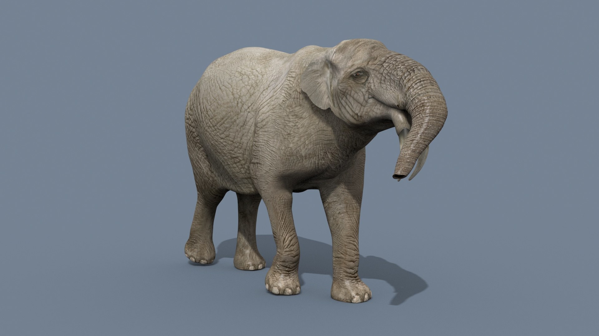 Deinotherium Thraceiensis HD - 3d animated model https://p.turbosquid.com/ts-thumb/iP/uJFgZG/Dy/10/jpg/1743719247/1920x1080/fit_q87/7de79e662d50a4fd9b4600752454b3ccea11ff91/10.jpg