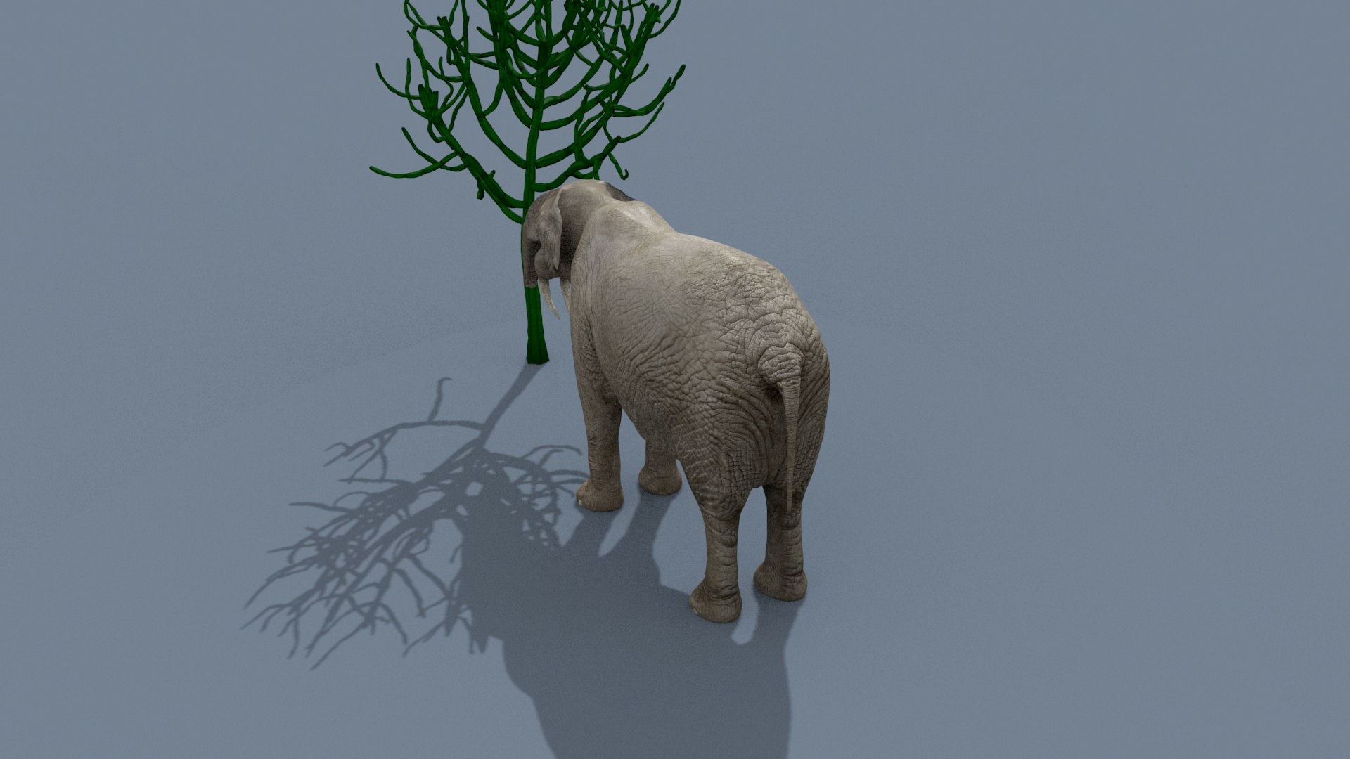 Deinotherium Thraceiensis HD - 3d animated model https://p.turbosquid.com/ts-thumb/iP/uJFgZG/It/13/jpg/1743719251/1920x1080/fit_q87/fb375d895eb632935c9e3e1e863c4e65ca55a860/13.jpg