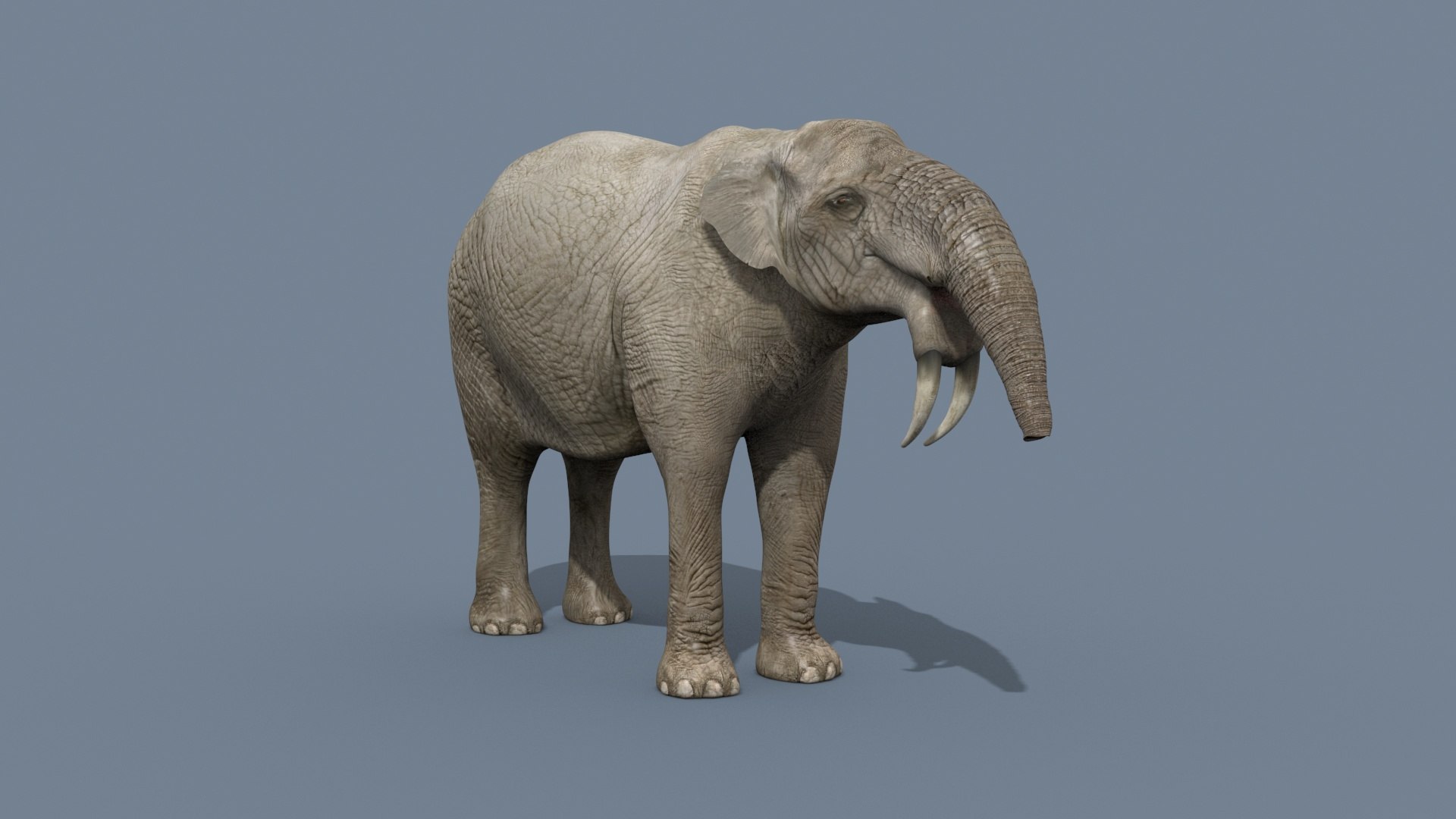 Deinotherium Thraceiensis HD - 3d animated model https://p.turbosquid.com/ts-thumb/iP/uJFgZG/eI/1/jpg/1743719239/1920x1080/fit_q87/7062480d28274f03fa1a8b6e6912ae3176bba744/1.jpg