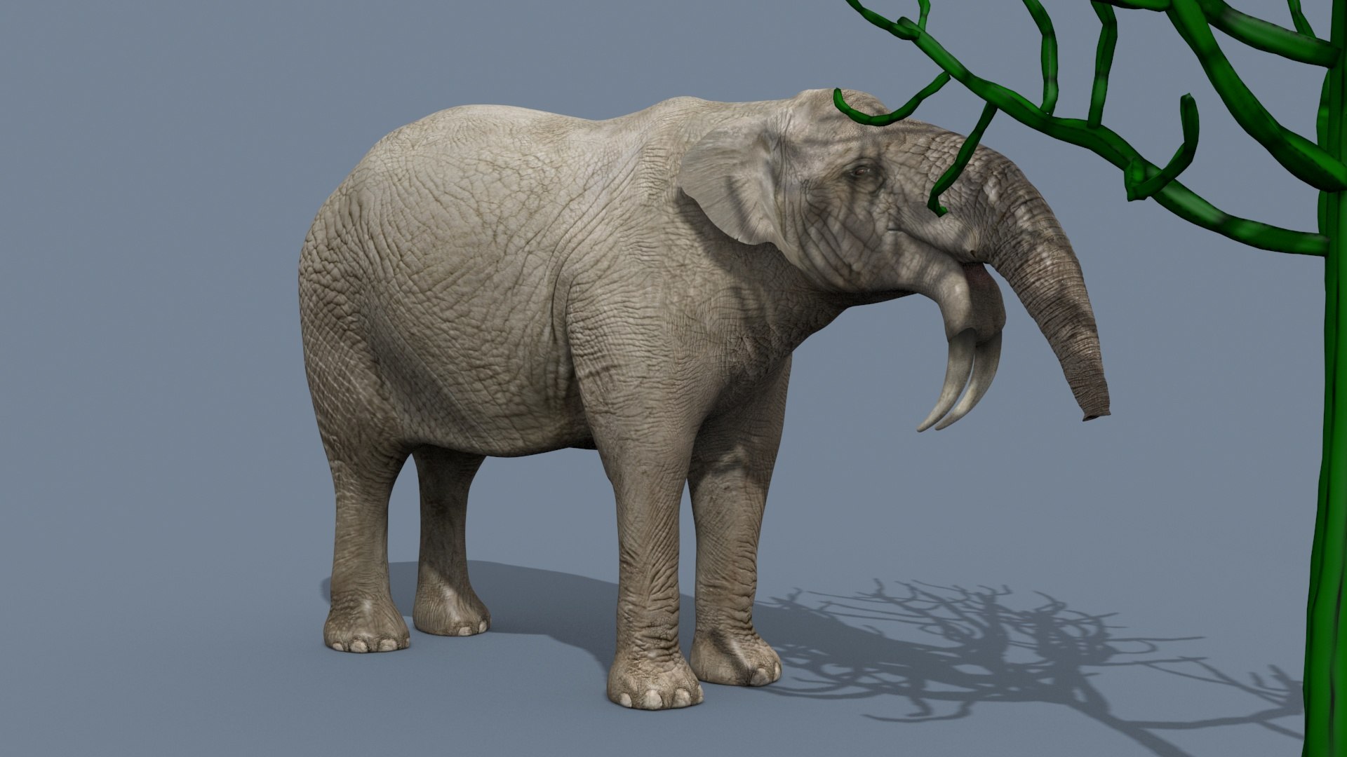 Deinotherium Thraceiensis HD - 3d animated model https://p.turbosquid.com/ts-thumb/iP/uJFgZG/hW/5/jpg/1743719245/1920x1080/fit_q87/a361c886cb81c71bb1f158266ee0e9004052fa87/5.jpg