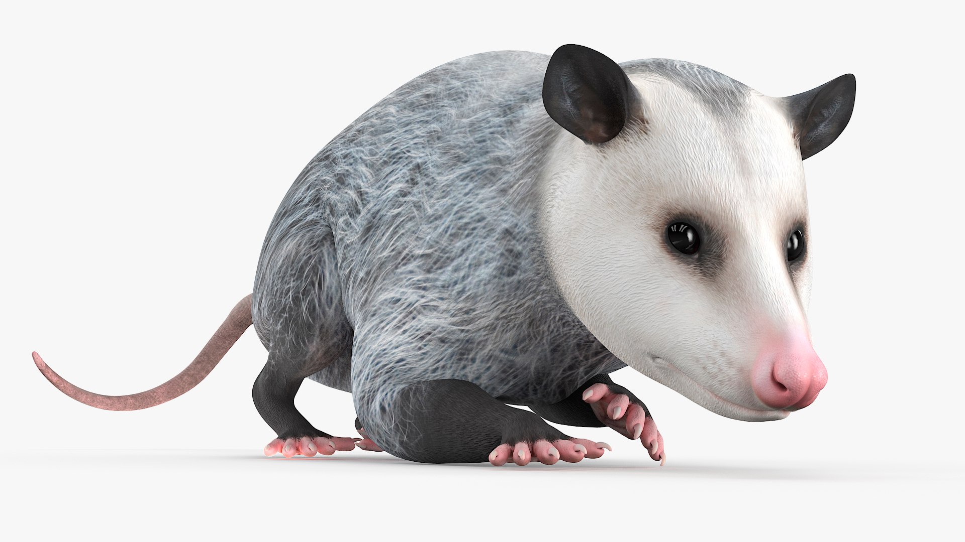 Opossum Walk and Dead Animated Rigged for Cinema 4D 3D model preview