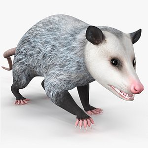 Opossum Walk and Dead Animated Rigged for Cinema 4D