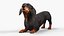 Standard Dachshund Breed Dog Alert Black Fur for Maya Rigged