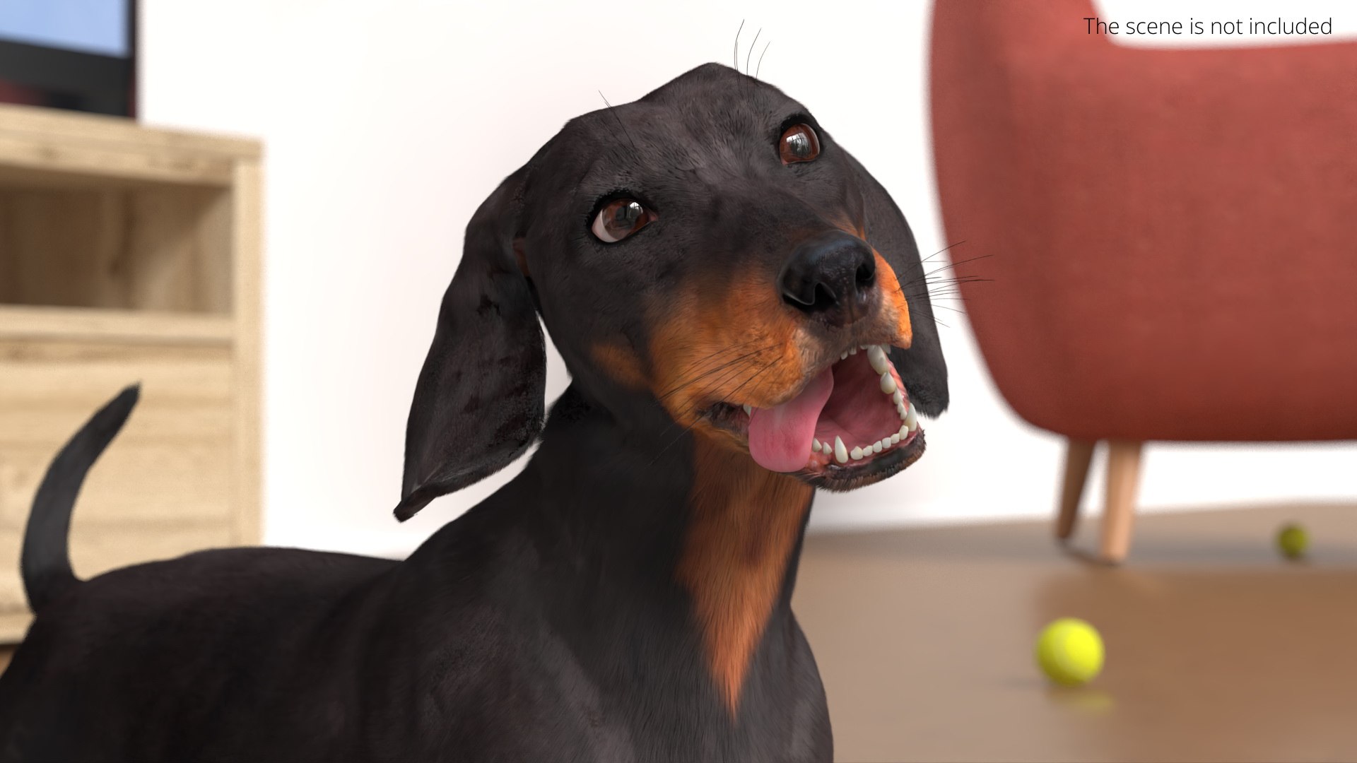 3D Standard Dachshund Breed Dog Alert Black Fur for Maya Rigged https://p.turbosquid.com/ts-thumb/iQ/2nCtLM/7H/standard_dachshund_breed_dog_alert_black_fur_rigged_005/jpg/1759318083/1920x1080/fit_q87/435dcb0482130a2eb12a0c998f68bec4e2d89b02/standard_dachshund_breed_dog_alert_black_fur_rigged_005.jpg