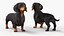Standard Dachshund Breed Dog Alert Black Fur for Maya Rigged