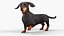 Standard Dachshund Breed Dog Alert Black Fur for Maya Rigged