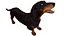 Standard Dachshund Breed Dog Alert Black Fur for Maya Rigged