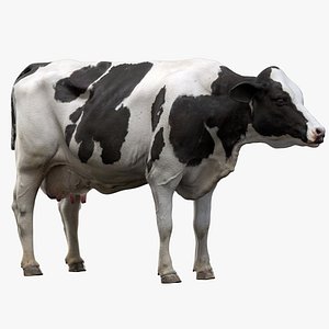 Dairy Cow (NoFur) (Rigged)