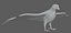 Falcon Bird