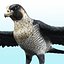 Falcon Bird