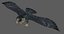 Falcon Bird