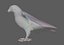 Falcon Bird
