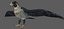 Falcon Bird