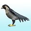 Falcon Bird
