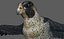 Falcon Bird
